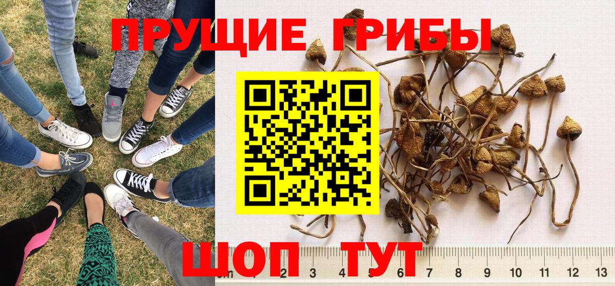 Зеленокумск  где купить наркотик  Вход с VPN  Псилоцибиновые грибы мухоморы 